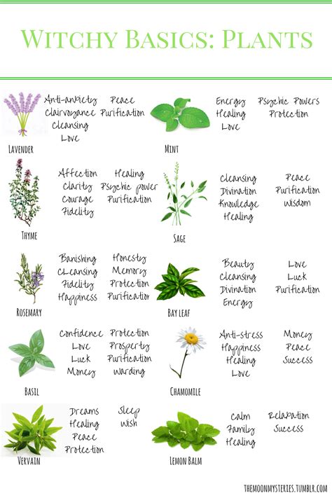 Witch Flower Plants for Protection and Banishing Negative Energy